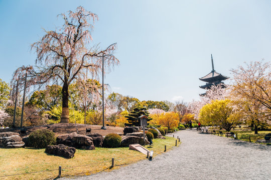 Toji Temple And Spring Cherry Blossoms In Kyoto, Japan