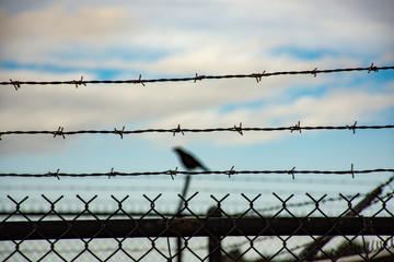 barb wire fence with out of focus bird in the background 