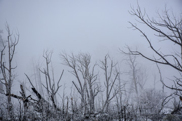 snowy forest landscape 