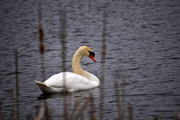 Mute swan on lake