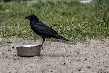 bird perched on a water bowl 