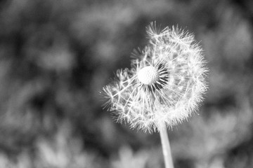 black and white close up of dandelion 