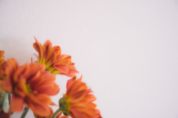 Beautiful flower on white wallpaper.