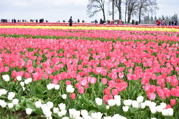 Woodburn, Oregon, USA - April 14, 2018: Tulips at Wooden Shoe Tulip Festival in Woodburn Oregon