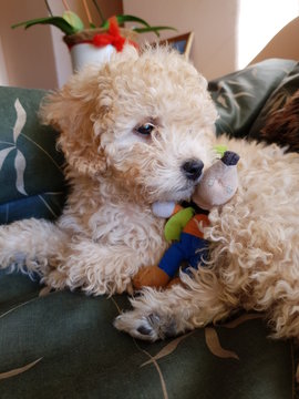 Cachorro Poodle color Caramelo
