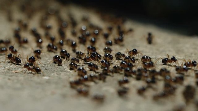 Macro shoot of a group of termites walking on the ground in the jungle.