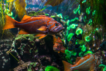 Fototapeta premium tropical fish in an aquarium