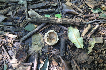 Museu de história Natural e jardim Botânico da UFMG