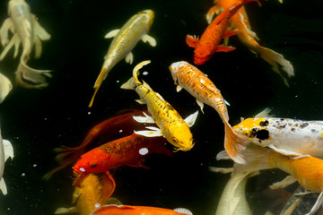 Fancy carp swimming in a pond. Fancy Carps Fish or Koi Swim in Pond, Movement of Swimming and Space.