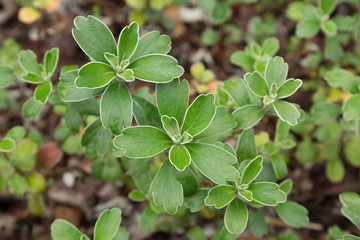 【植物】イソギク