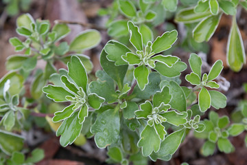 【植物】イソギク