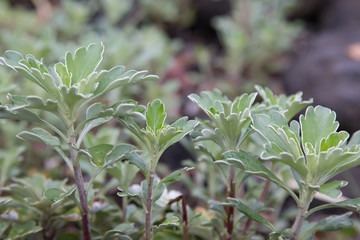 【植物】イソギク