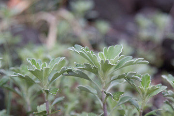 【植物】イソギク