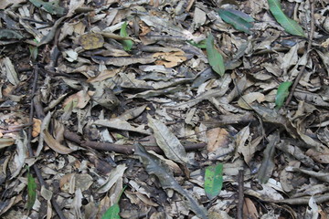 Museu de história Natural e jardim Botânico da UFMG