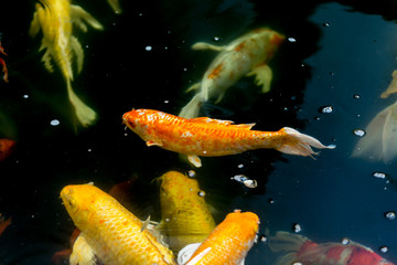 Fancy carp swimming in a pond. Fancy Carps Fish or Koi Swim in Pond, Movement of Swimming and Space.