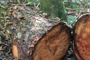 Museu de história Natural e jardim Botânico da UFMG