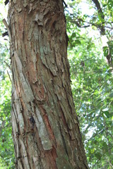 Museu de história Natural e jardim Botânico da UFMG