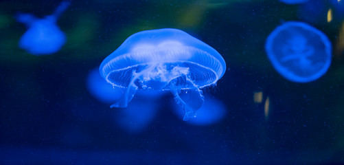 Panoramic view of beautiful moon jellyfish in aquarium. Aurelia aurita (medusa) is a widely studied species of the genus Aurelia. Organic patterns.