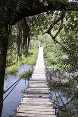 Fototapeta premium bridge in the forest