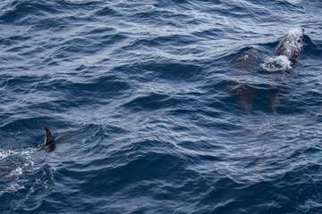 Fototapeta premium exploring the azores from the water