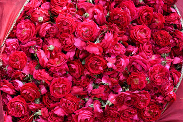 Bag of fresh pink and red roses, used for religious and spiritual ceremonies in India, in a flower market in Jaipur, Rajasthan. 