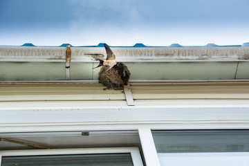 Bird, swallow is flies into nest. Swallow nest under roof.