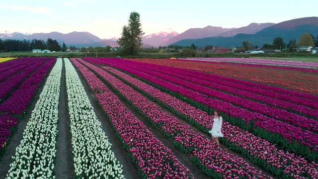 A pretty young brunette woman in a white summer dress running through a tulip field at sunset.