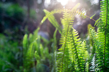 fern on green background © Iryna