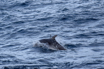 Fototapeta premium exploring the azores from the water