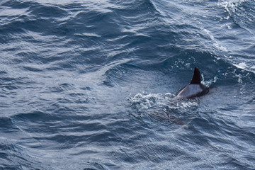 Fototapeta premium exploring the azores from the water