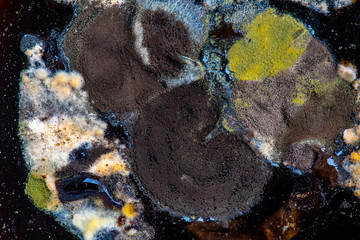 Fungi and bacteria in dirty food bring diseases to humans.