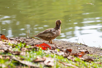 A Ducks stand next to the lake with soft focus background