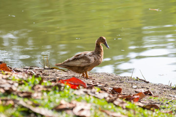 A Ducks stand next to the lake with soft focus background