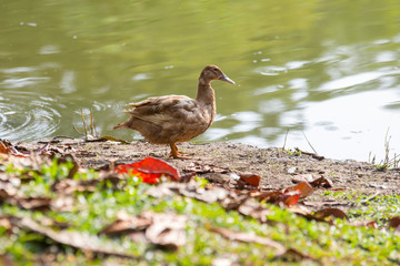 A Ducks stand next to the lake with soft focus background