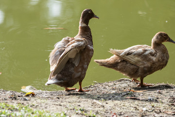 A Ducks stand next to the lake with soft focus background