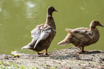 A Ducks stand next to the lake with soft focus background
