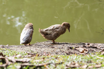 A Ducks stand next to the lake with soft focus background