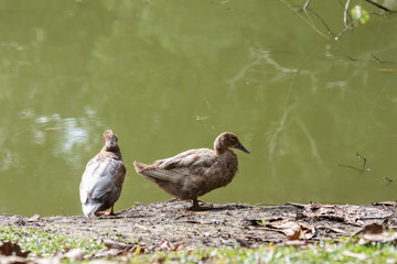 A Ducks stand next to the lake with soft focus background