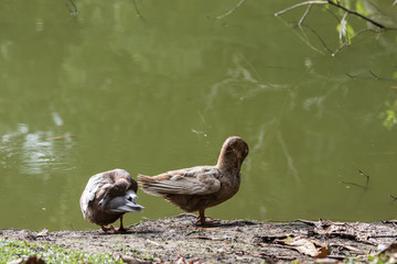 A Ducks stand next to the lake with soft focus background