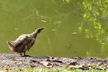 A Ducks stand next to the lake with soft focus background