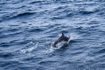 Obraz premium Dolphins at the atlantic ocean