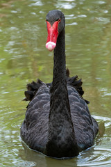 Black Swan (Cygnus atratus), Native to Australia	