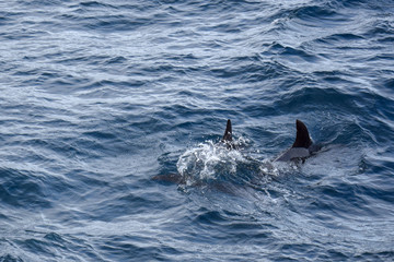 Naklejka premium Dolphins at the atlantic ocean