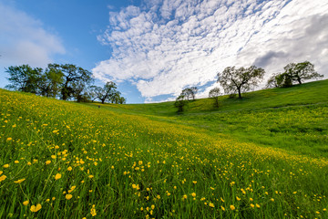 Old Danville Ranch