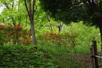 東京港野鳥公園の風景