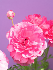 Fototapeta premium アネモネの花