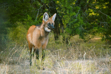 Young Maned Wolf