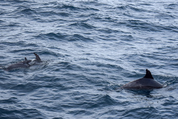 Fototapeta premium Dolphins at the atlantic ocean