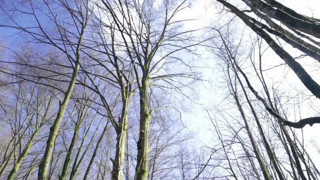 Otzarreta beech forest in the Gorbea Natural Park, Basque Country, Spain, on a sunny morning of winter.