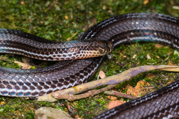 Macro image of a very venomous Banded Malaysian Coral Snake